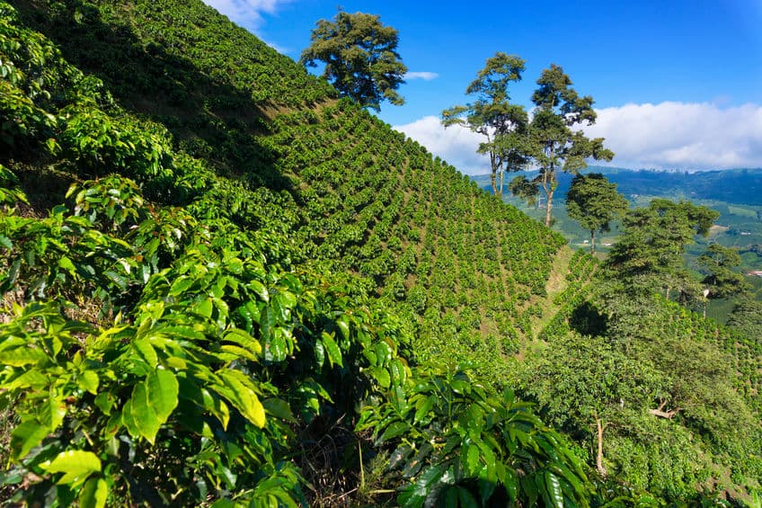 Café colombiano ¿a qué se debe su auténtico sabor? Café colombiano ¿a qué se debe su auténtico sabor?