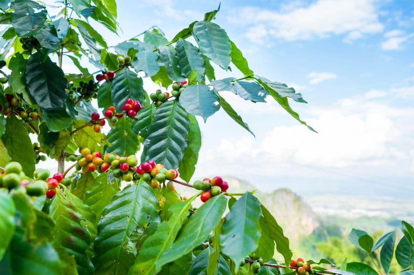 ¿Qué es el café orgánico?